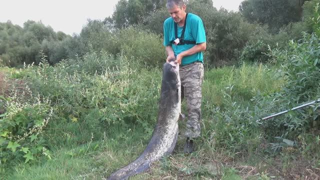 Рыбалка на СОМА на ОКЕ! Ловля СОМА с Берега на лягушку!