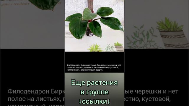 6.07.24 #Растения почтой🌿Липецк🌸Филодендроны🌿Сингониумы🌸Орхидеи🌿Рипсалис🌸 #shorts