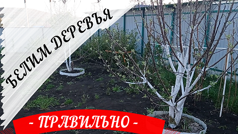 БЕЛИМ ДЕРЕВЬЯ ПРАВИЛЬНО!#белятлидеревья#чембелитьдеревьявесной#можнолибелитьдеревья#белиладлядеревье