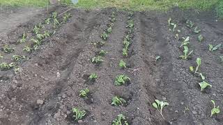 33. ПОСАДКА РАССАДЫ ПОМИДОР, КАПУСТЫ, ПЕРЦА В ОТКРЫТЫЙ ГРУНТ