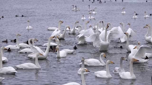 Заказник Лебединый, Алтайский край