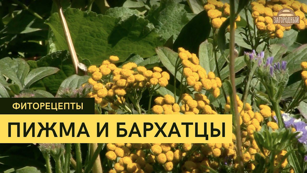 Пижма и бархатцы \ Как правильно ухаживать? \  Высадка \ Фиторецепты