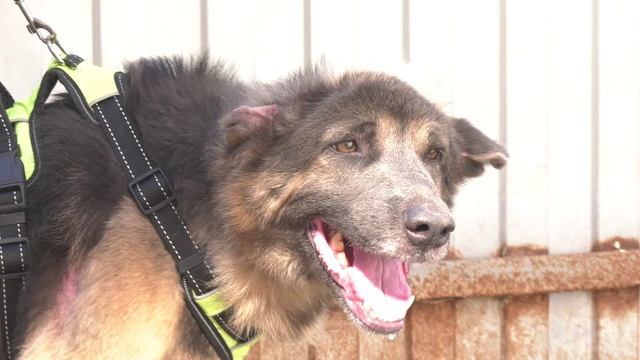 "Травмы бездомных собак" / "Зоопатруль" от 26.09.2023