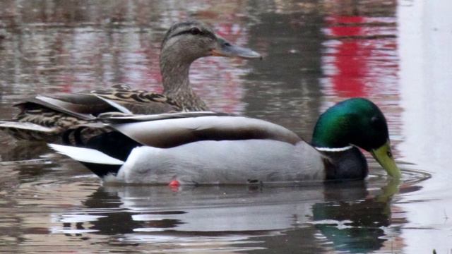 В ПАРКЕ "ЗАРЕЧНЫЙ" (Фото Светланы Нечваль (Глазов) - Астор Пьяццолла ,Арсений Ручкин, Антон Баранов)