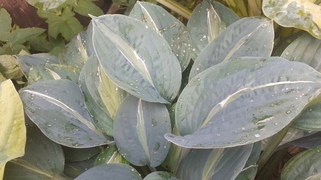 хоста KIWI FULL MONTY