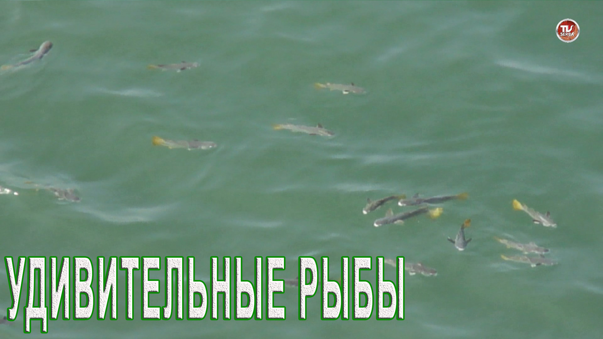 Удивительные рыбы, размером с треску плавают у берега на поверхности Индийского океана / СербаТВ ?