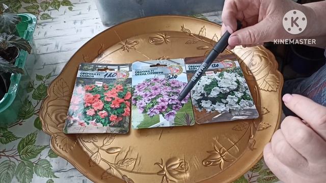 Сибирь. Сеем на рассаду цветы. Брахикома, Санвиталия, Петуния Сферика.