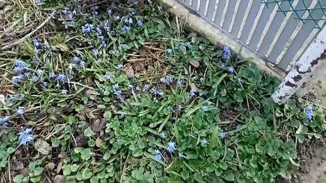 Прогуляемся по саду. Весенние цветы.МАРТ..mp4