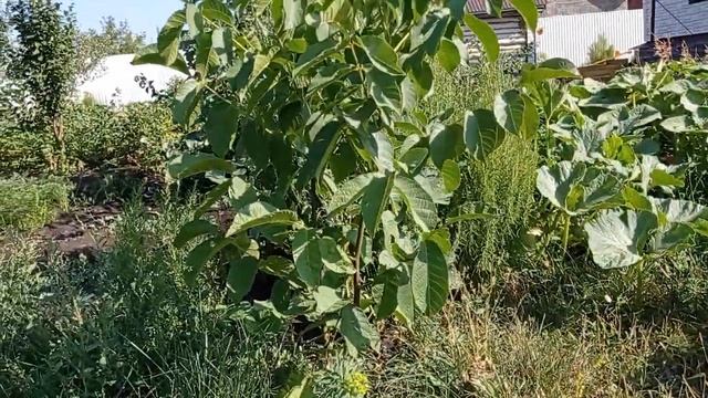 #кабачки2021#урожай#некудадевать Урожай кабачков 2021!Завалили урожаем!.mp4