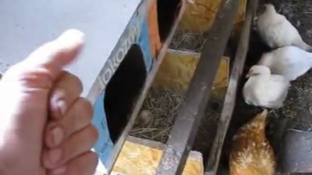 Где, сколько и как правильно размещать гнезда для Московской утки (шипунов)