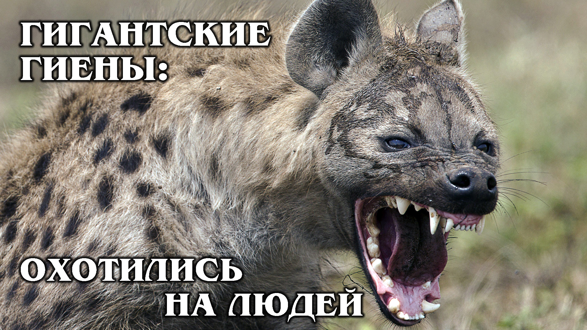 ПЕЩЕРНЫЕ ГИЕНЫ: Гигантские гиены конкурировали с первобытными людьми | Про доисторических животных