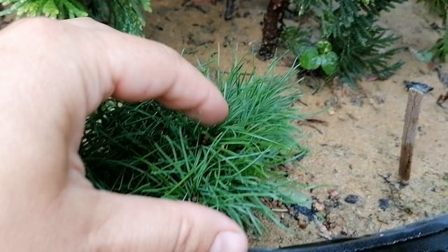 Моя прививка кедра на сосну 15.07.2021. привою 1 год.