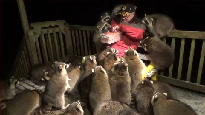 Массовое Вторжение Животных в Города