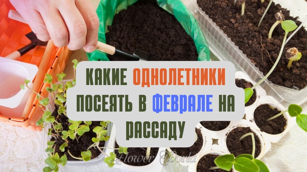 Какие однолетники посеять в феврале на рассаду.