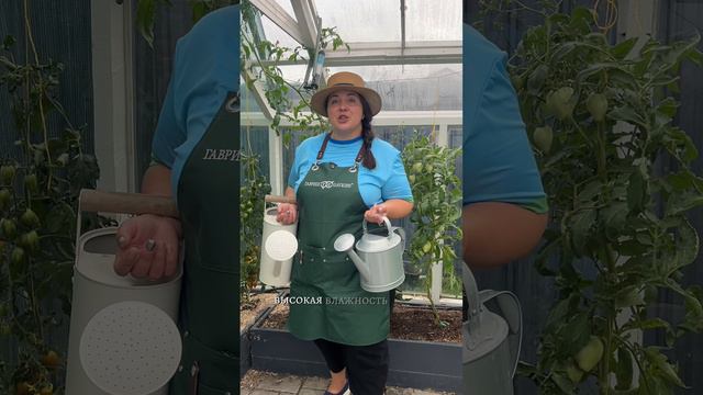 ПОЧЕМУ ТРЕСКАЮТСЯ ПОМИДОРЫ