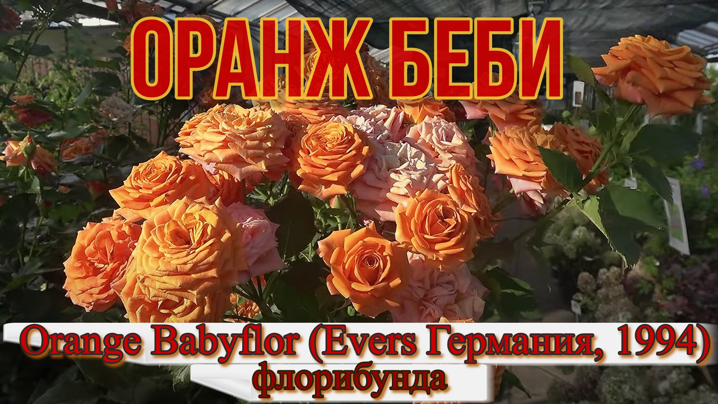 Роза Оранж Беби (Спрей) - Orange Babyflor (Еvers Германия, 1994)