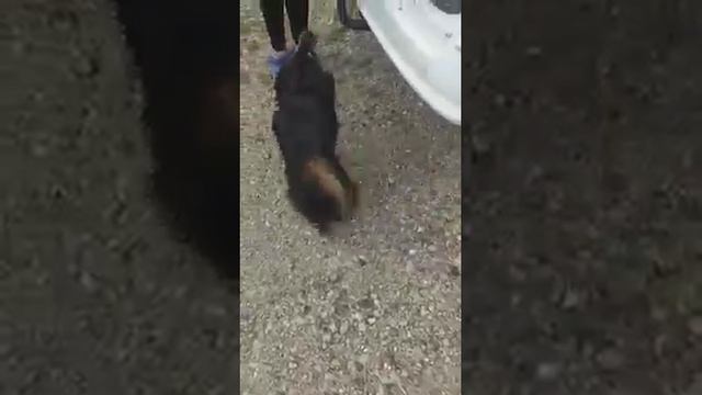 #shorts Кузьмич собачка. Забавный песик..mp4