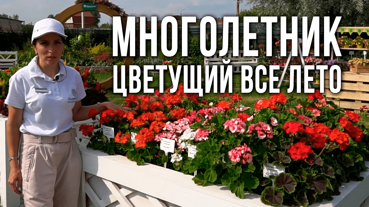 Пеларгония в открытом грунте. Многолетники, цветущие все лето.