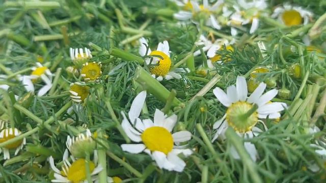 КАК сушить РОМАШКУ 🌼 Заготовка ромашки на долгое хранение