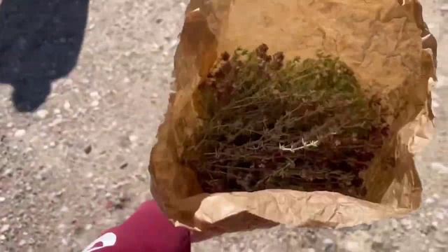 Сельхоз-община под Мадридом от Jeanette SlavnayaTV. Бык Хануман  - 1,92 м в холке