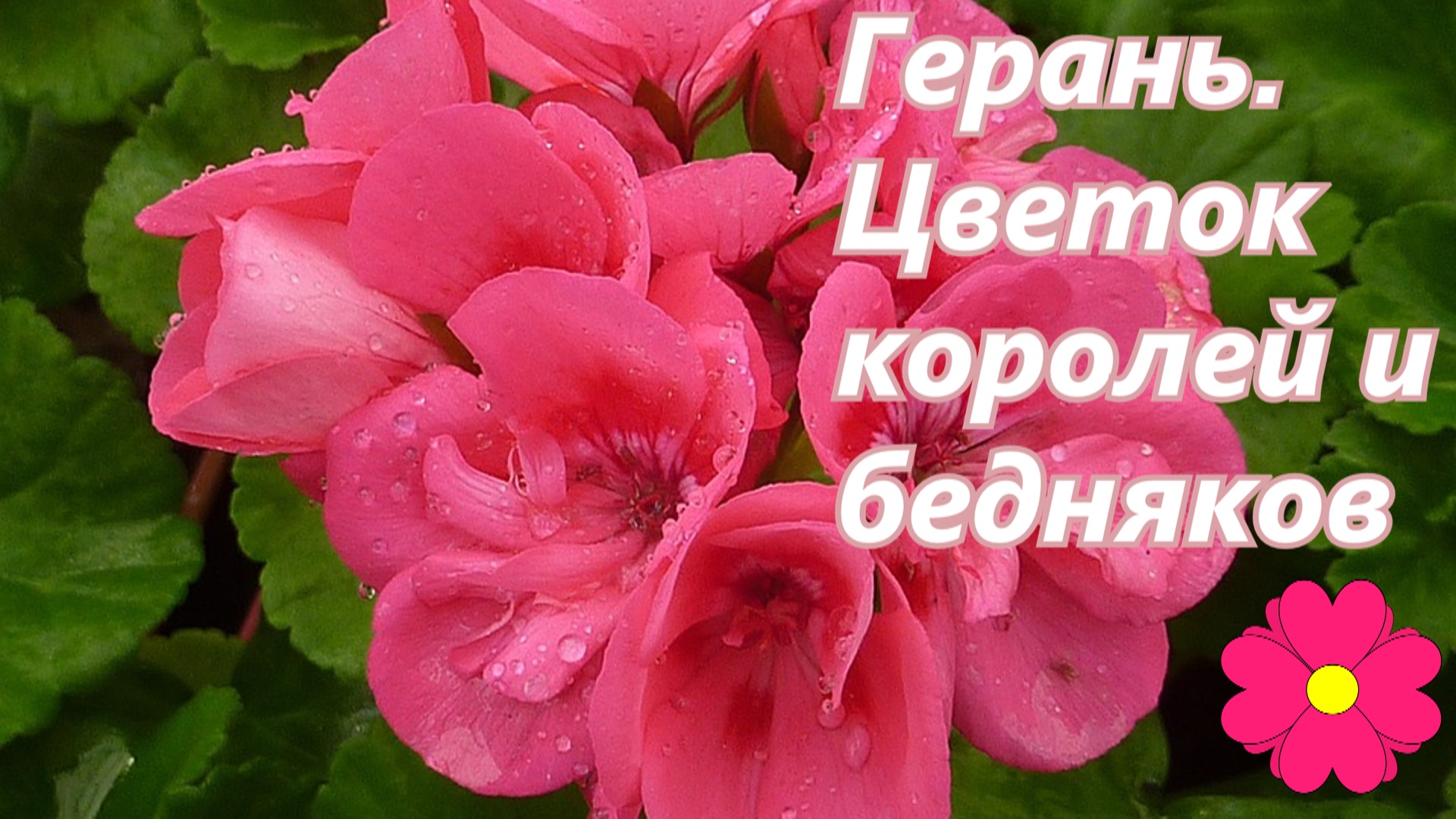 Герань. Цветок королей и бедняков.mp4