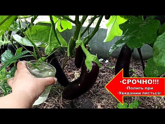 ПРИ УВЯДАНИИ ЛИСТЬЕВ БАКЛАЖАНОВ СРОЧНО! ПОЛЕЙ ЭТИМ СРЕДСТВОМ ПОД КОРЕНЬ И ОПРЫСКАЙ ЛИТЬЯ БАКЛАЖАН