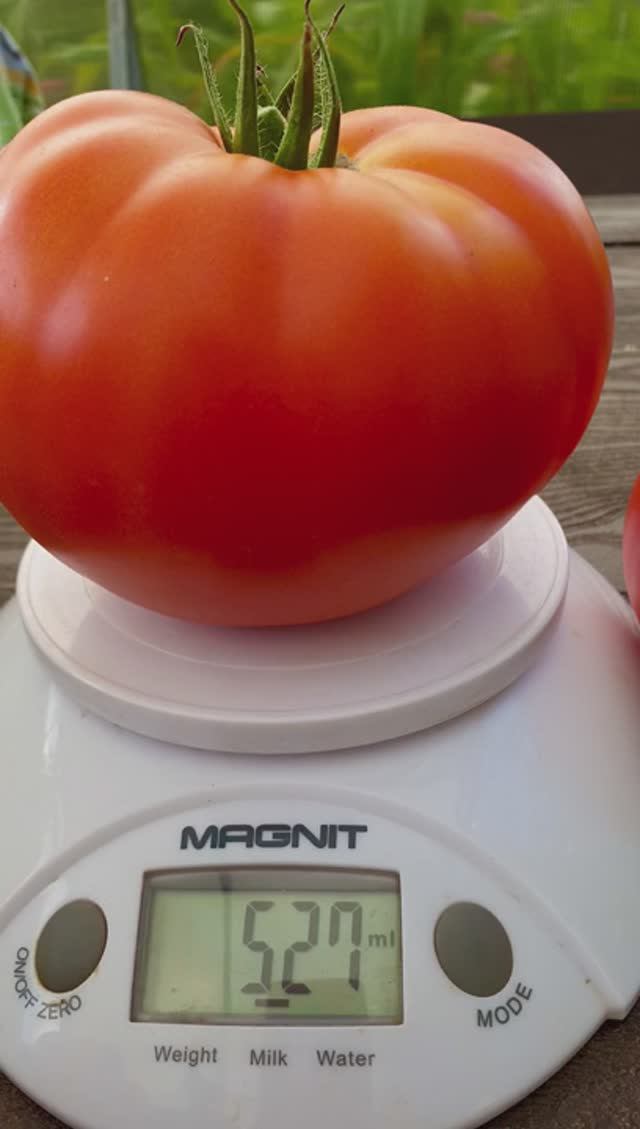 Лучший Томат. Это надо видеть!! И купить!! #томаты #помидоры #семена