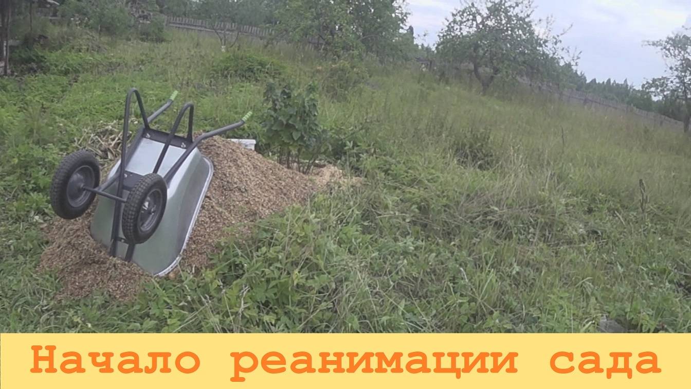 2024 Июль. Начало реанимации сада и подготовка к переезду деревьев