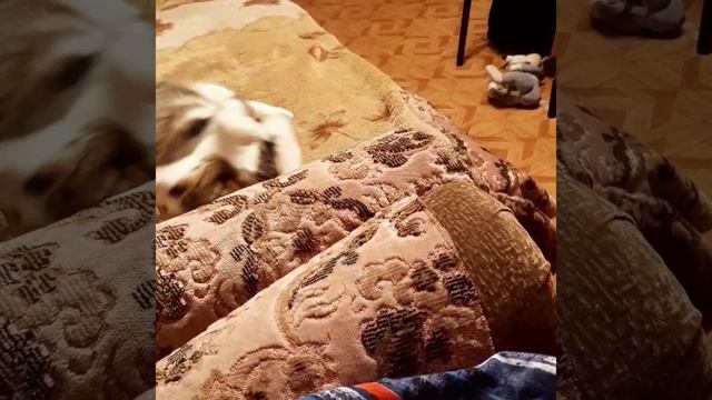 Васенька.mp4