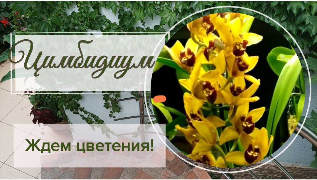 Мороженые орхидеи. Цимбидиум, ждем цветения!