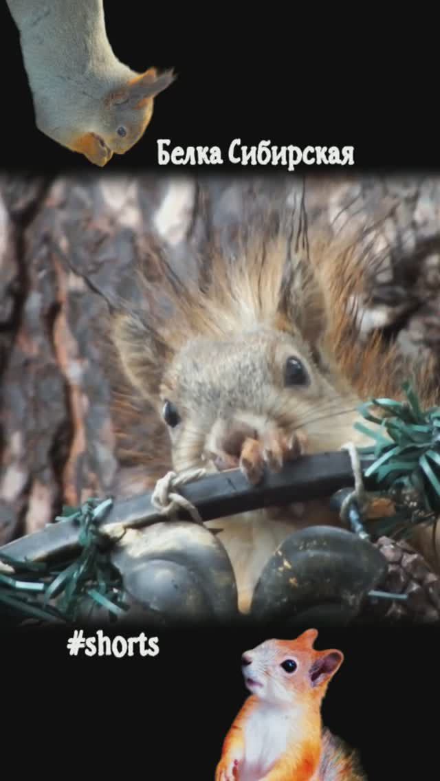 Белка притаилась на кормушке