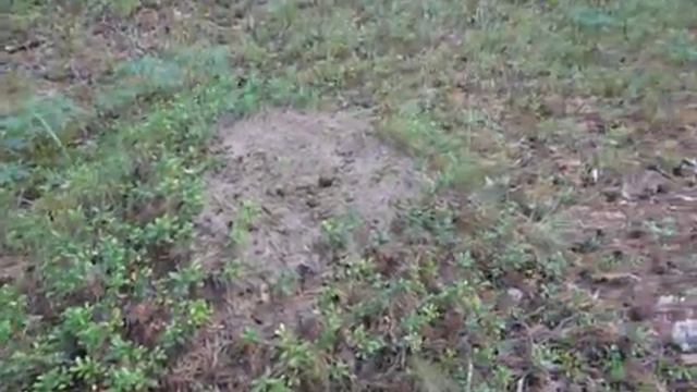Еще раз север по мелкому муравейнику