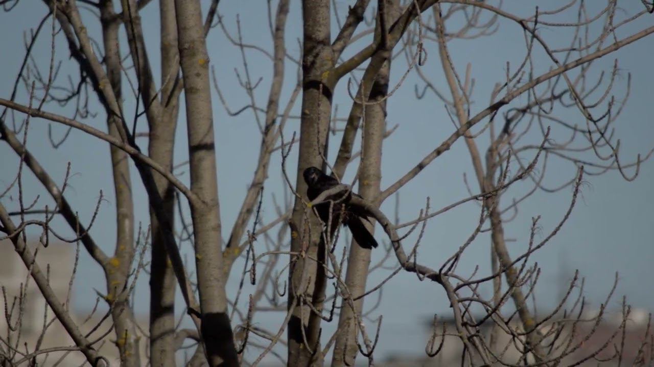 Грач поёт на дереве 2 . #shorts