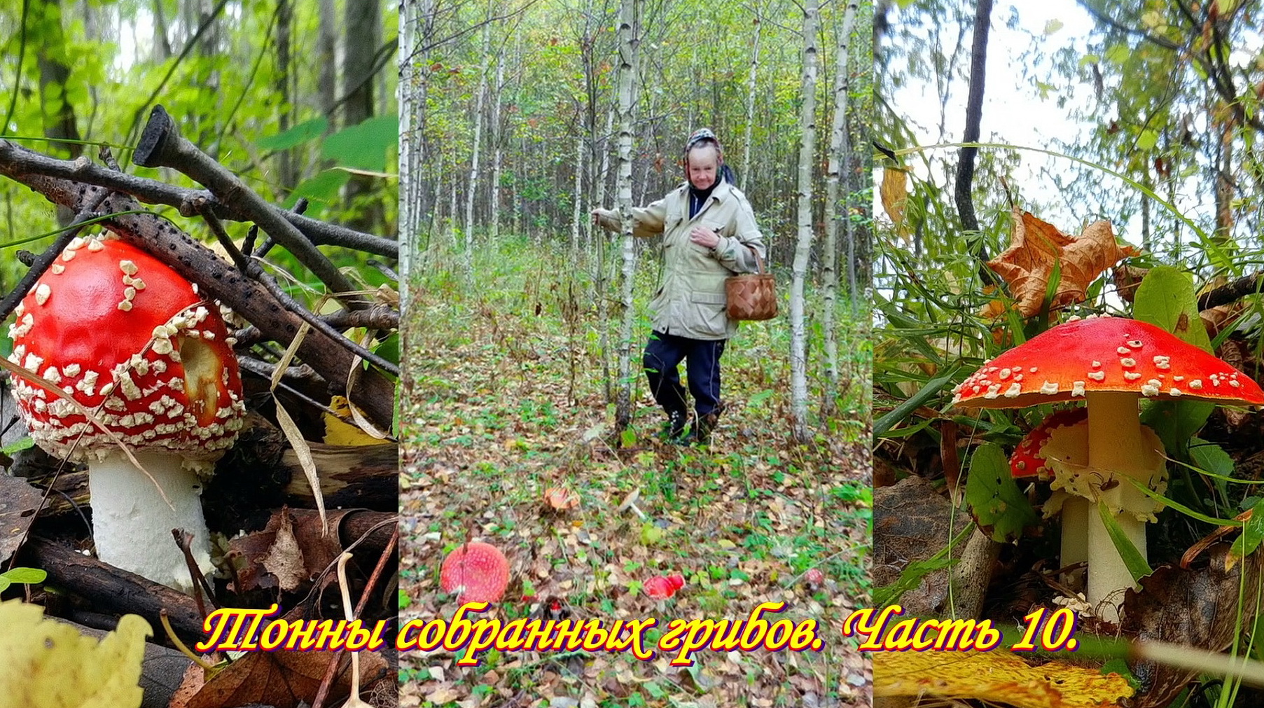 Как правильно собирать грибы.  Тонны собранных грибов. Часть 10.
