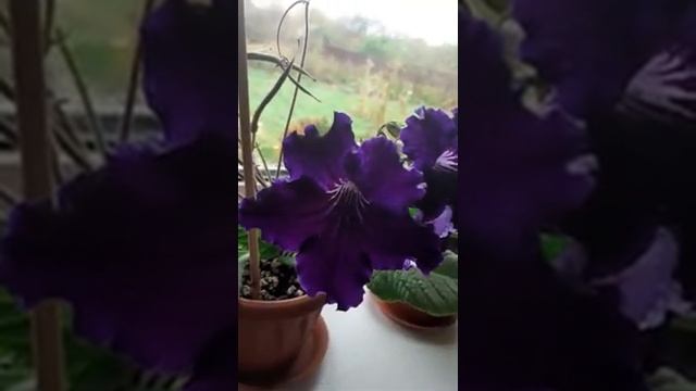 DS - СИБИРЬ стрептокарпус.