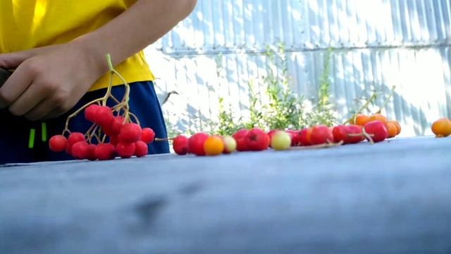 Эксперименты от Платона с рябиной