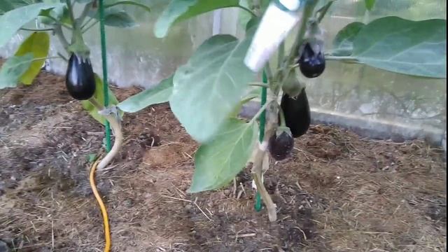 Баклажаны Алмаз. В открытом грунте. Московская область, в июле.