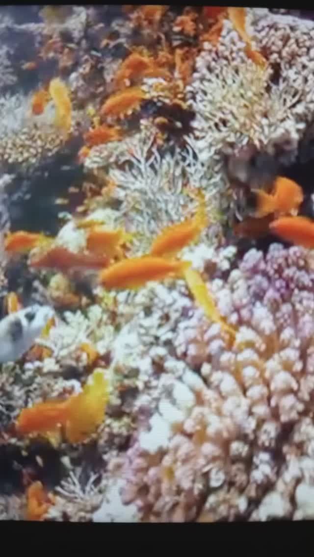 Красивое морское дно. Коралловые рифы ??#Shorts