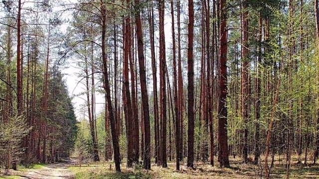 "РЯЗАНСКАЯ ВЕСНА"... (Фото Игоря Баранова (Рязань), музыка Сергея Ляпунова)