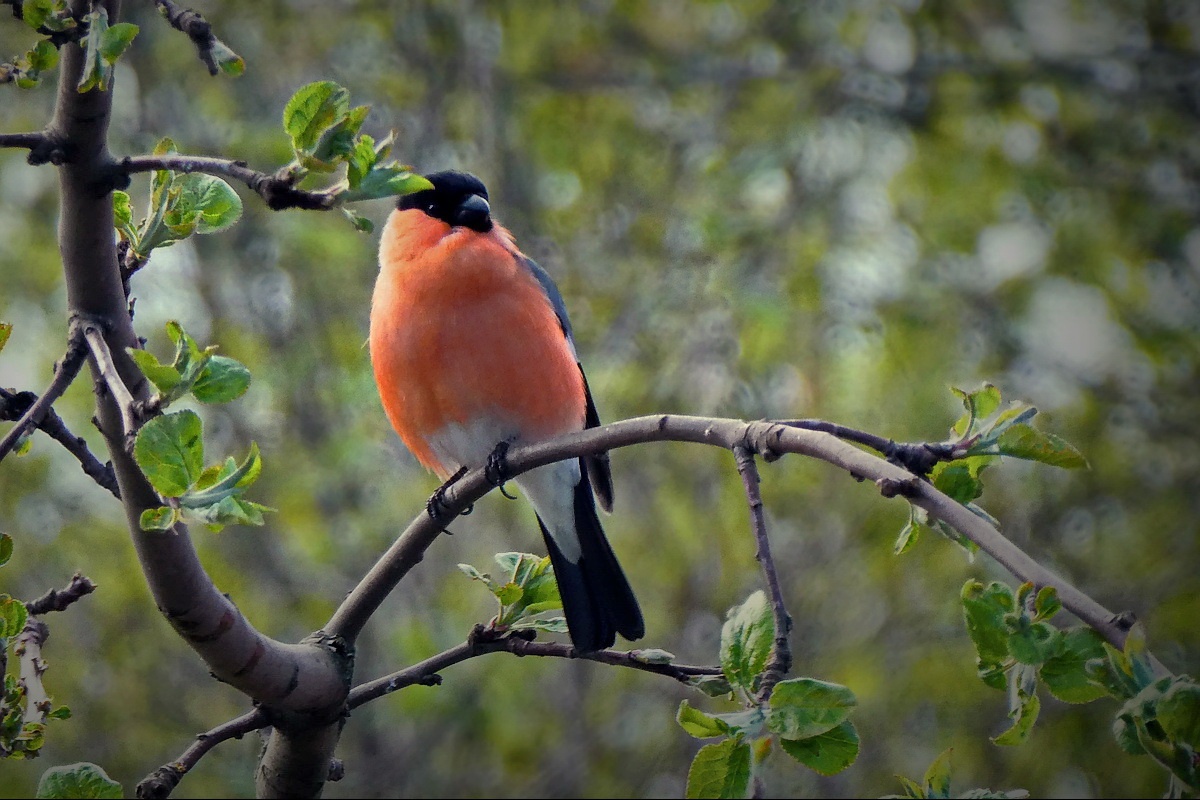 "КТО-ТО ИГРАЛ НА ПИАНИНО"... (Фото Владимира Шошина (Владимир), музыка - Andre Gagnon)