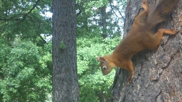 Белки Крестовского острова