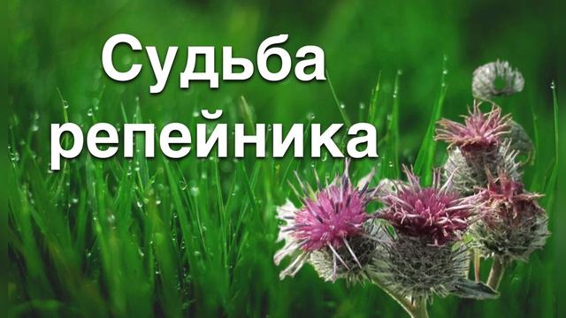 «Судьба репейника». «Как ветер поменял вывески». 13 июля 2024 г.