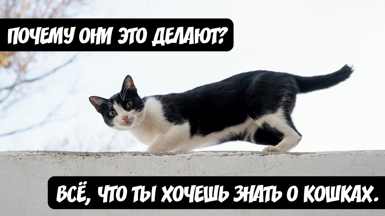 Что скрыто в поведении кошек? 10 фактов, которые вас удивят / TopFacts