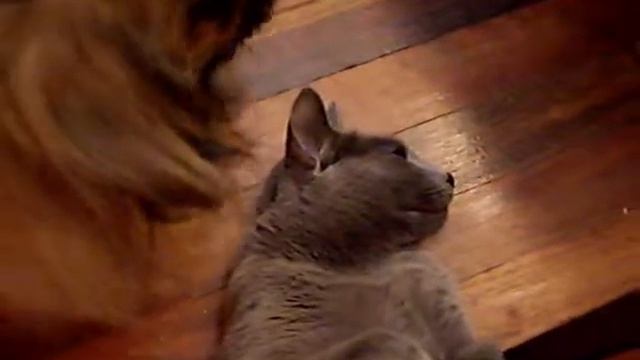 Солли моет Сильвию