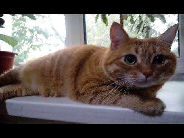 Встреча с Лексусом