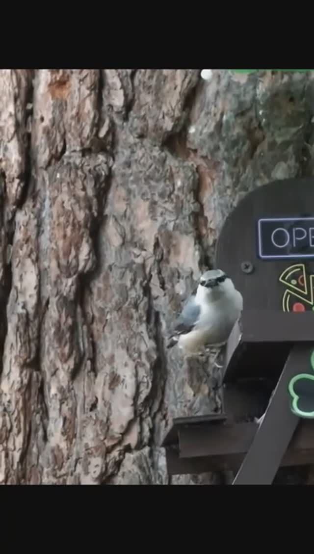 #shorts Поползень выбирает семечку