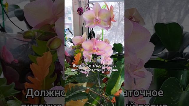 "Наверно, сорт другой. Такая же, но не ароматит" #ответы на #вопросы 🌸 #орхидеи #фаленопсис #shorts