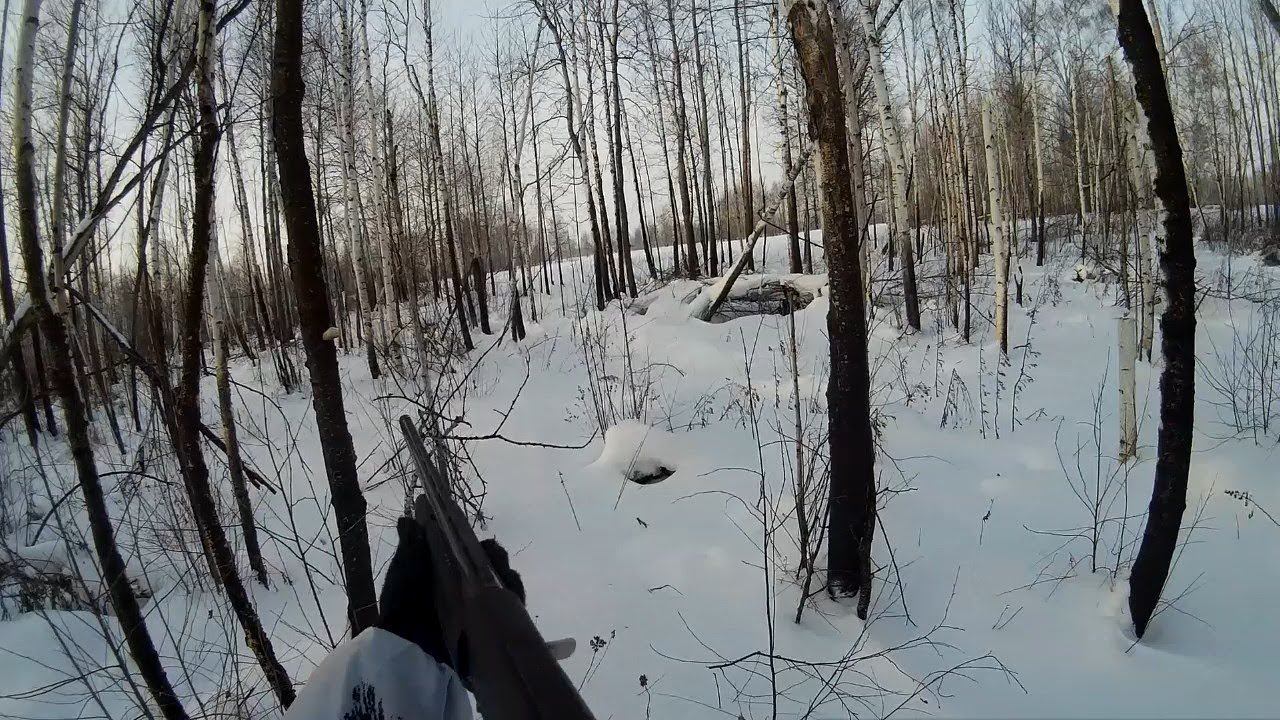 Охота на зайца беляка после метели