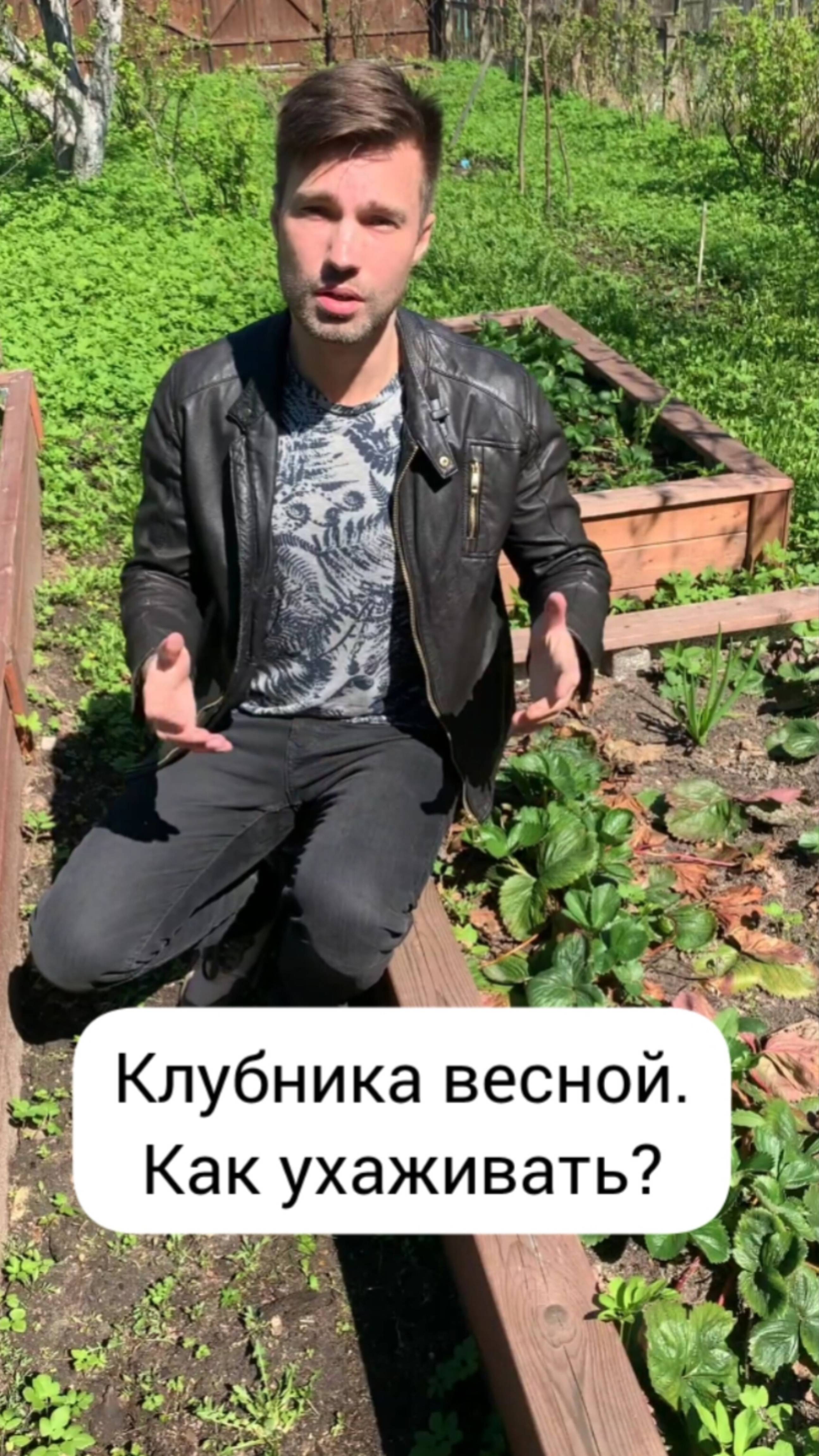 Клубника весной. Как ухаживать?