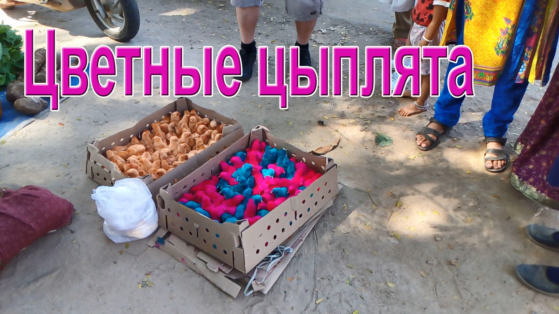 Цветные цыплята / Индия / СербаТВ.avi